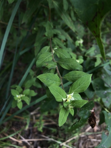 Image of Ludwigia pilosa by (c) Marissa Calvert, some rights reserved (CC BY)