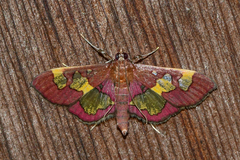 Colomychus talis