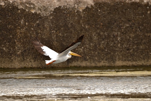 American White Pelican photographed in Kentucky
