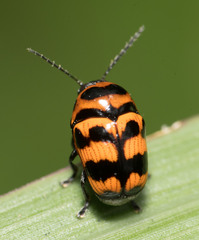 Cryptocephalus trifasciatus