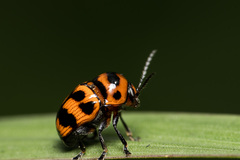 Cryptocephalus trifasciatus
