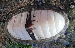 Ischnochiton pusio