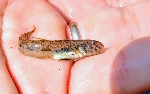 Darter goby (Ctenogobius boleosoma) — Gobiidae — 2