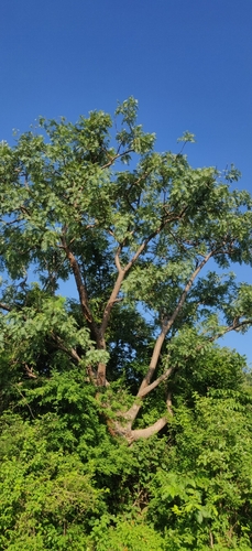 Boswellia serrata
