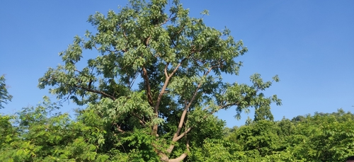 Boswellia serrata