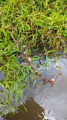 Hygrophila