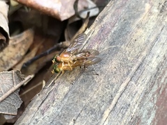 Ptecticus trivittatus