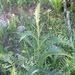 Pedicularis procera - Photo (c) jbraasch,  זכויות יוצרים חלקיות (CC BY-NC)