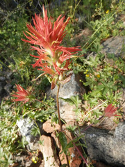Castilleja miniata miniata