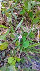 Neustanthus phaseoloides