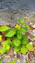 Rorippa indica