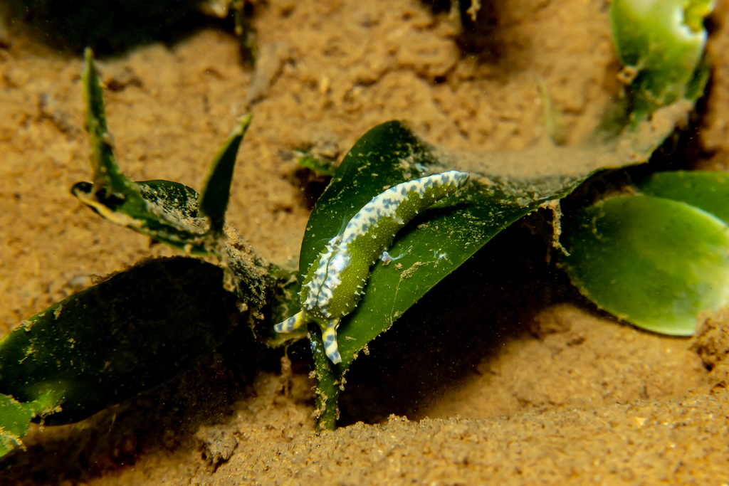 Olivaceous Bubble Snail