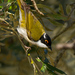 White-naped Honeyeater - Photo (c) patrickkavanagh, some rights reserved (CC BY)