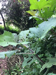 Smallanthus sonchifolius