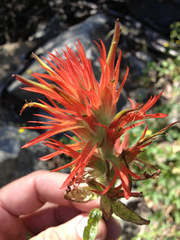 Castilleja miniata miniata