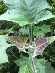 Smallanthus sonchifolius