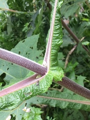 Smallanthus sonchifolius