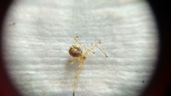 Meotipa spiniventris