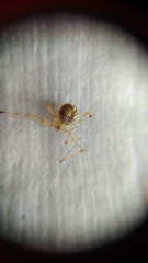 Meotipa spiniventris