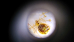 Meotipa spiniventris