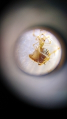 Meotipa spiniventris