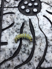 Danaus plexippus