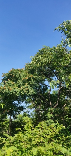 Image of Garuga pinnata by (c) T R Shankar Raman, some rights reserved (CC BY)