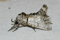 Inguromorpha basalis
