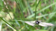 Palomena prasina