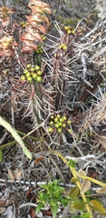 Anthacanthae