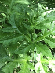 Heracleum mantegazzianum