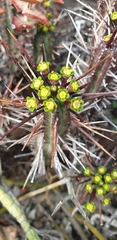 Anthacanthae
