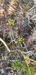 Anthacanthae
