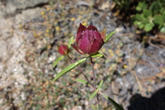 Monardella breweri lanceolata