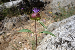 Monardella breweri lanceolata