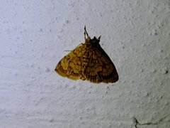 Portentomorpha