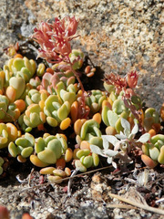 Sedum obtusatum