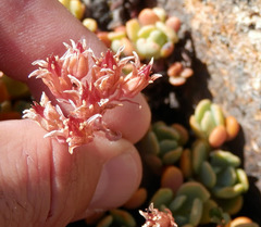 Sedum obtusatum