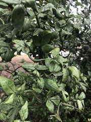 Citrus trifoliata