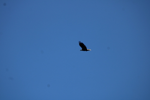 Bald Eagle photographed in Maine
