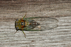 Diceroprocta vitripennis