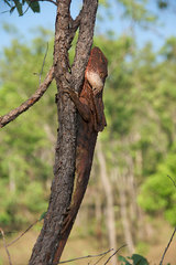 Chlamydosaurus kingii