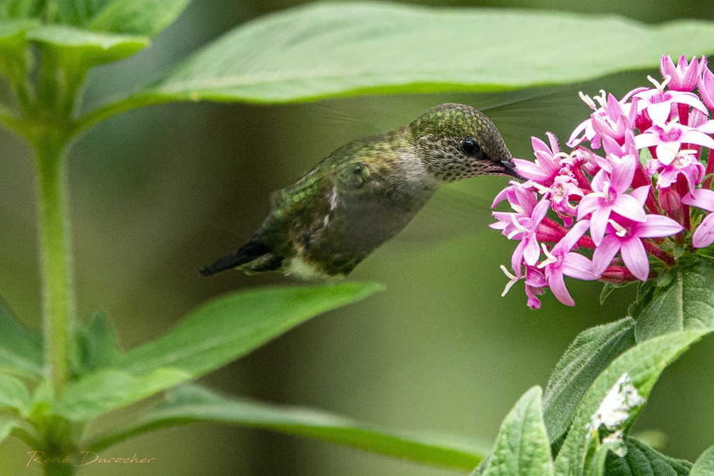 Vervain Hummingbird photo