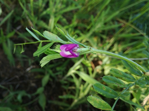 vika siata (Vicia sativa)
