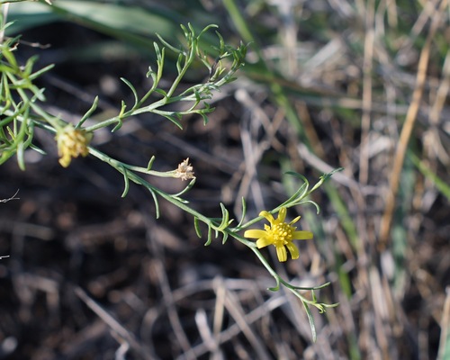 Roundleaf Snakeweed