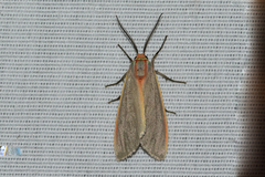 Pygarctia abdominalis