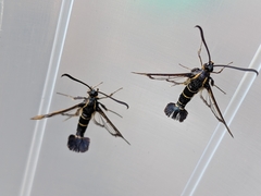 Synanthedon tipuliformis