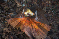 Chlamydosaurus kingii