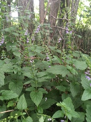 Scutellaria altissima