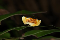 Pyrinioides sinuosus